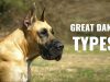 Different Types of Great Danes + Pictures Types of great dane dog breeds