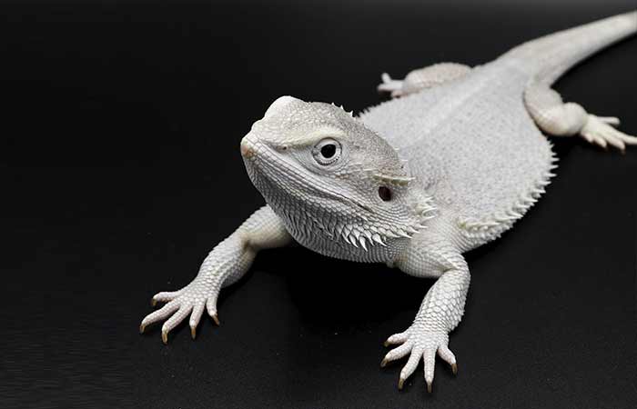 Zero/white/ albino bearded dragonv