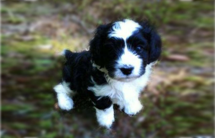 Black and white cavapoochon puppy