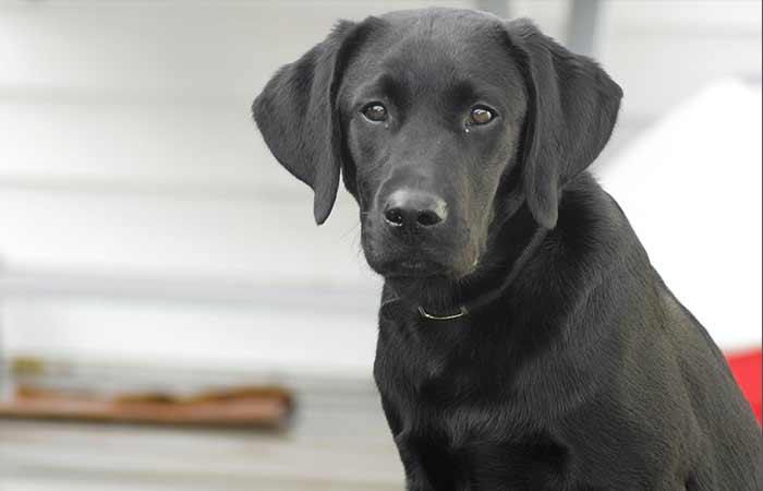 Labrador Retriever 