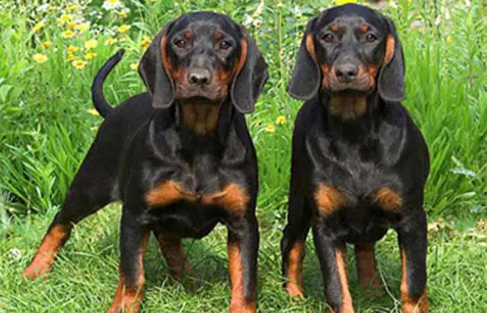 Black and Tan Coonhound