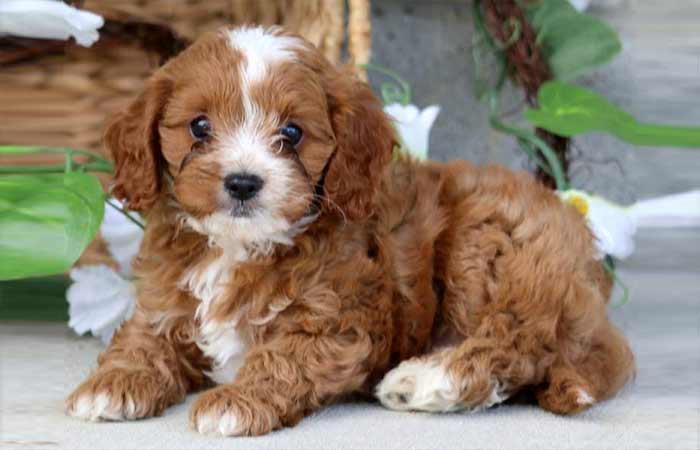 Cavapoo Puppy