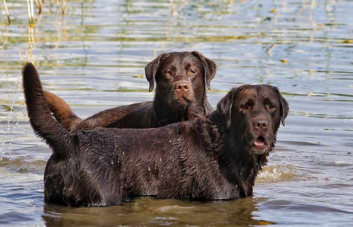 Chesapeake Bay Retriever