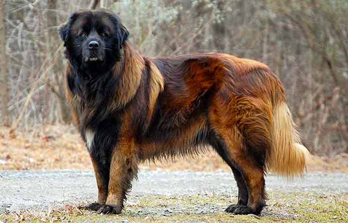 Estrela Mountain Dog