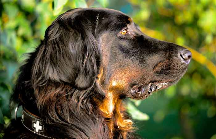 Gordon Setter