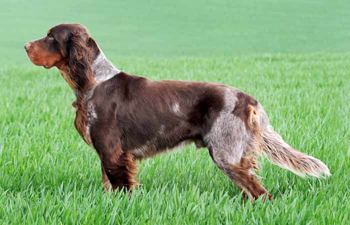 Picardy Spaniel