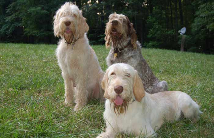 Spinone Italiano Dogs