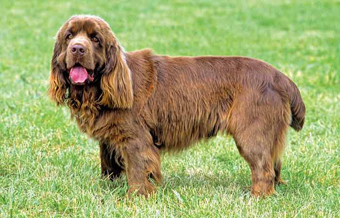 Sussex spaniel Dog