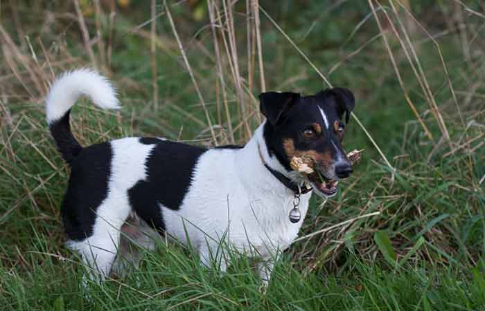 Danish-Swedish Farmdog