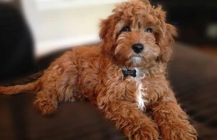 Adult Full Grown Cavapoo