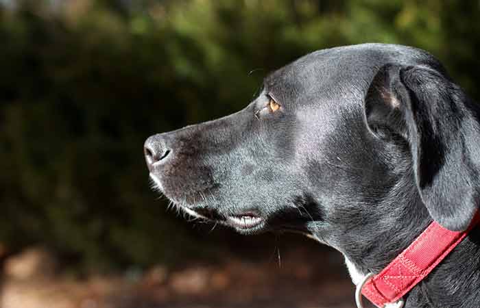 Amber golden eyed Adult weimaraner dog