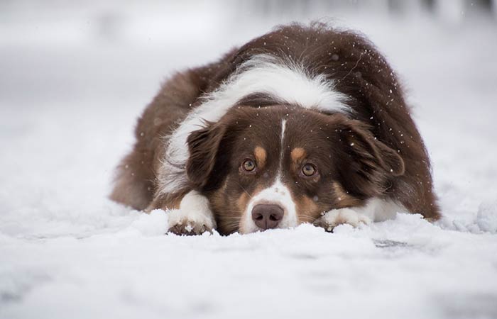 Tricolor Australian Shepherd Dog