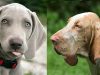 Dogs with Floppy Ears-Big Long Droopy Big long floppy eared dog breeds-small, medium and Large