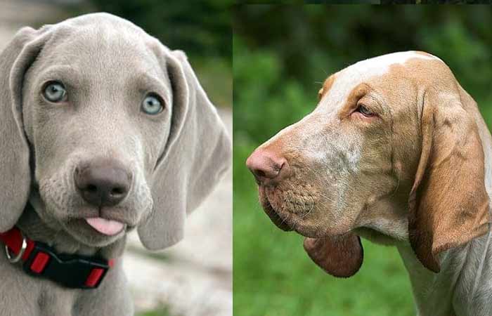Dogs with Floppy Ears Big Long Droopy Petaddon