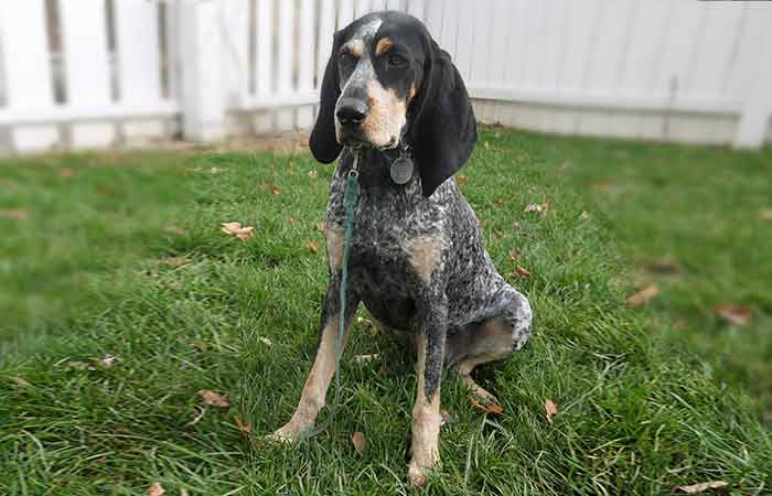 Bluetick Coonhound