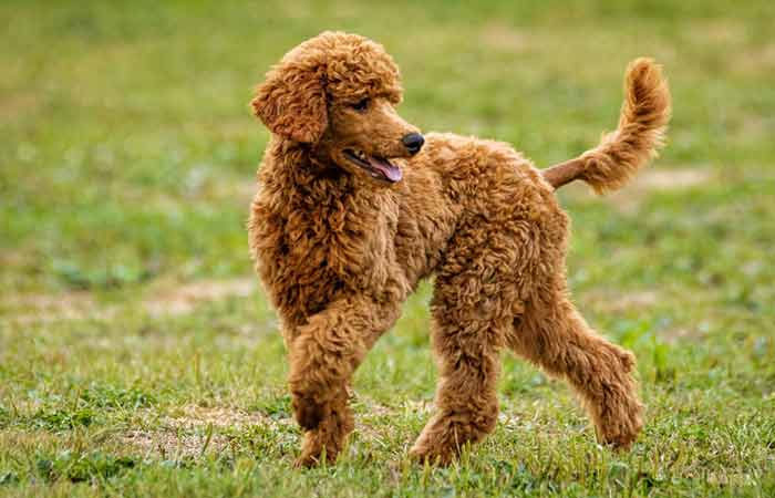 Irish Water Spaniel