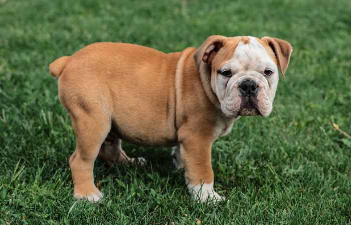 Brown white English Bulldog