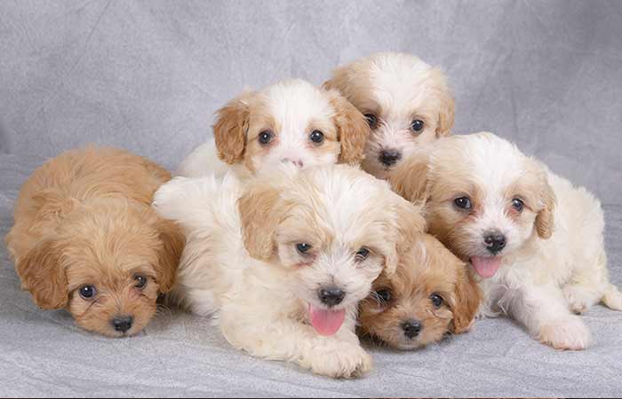 Cavachon Puppies