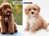 Cavachon vs Cavapoo Cavapoo vs Cavachon-Differences & Similarities