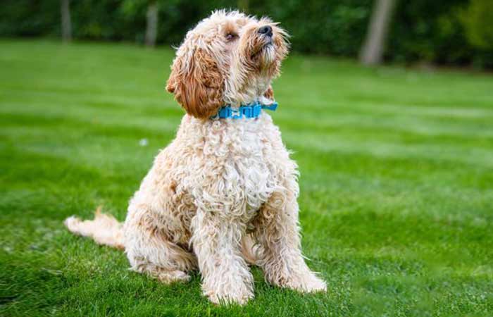 Cream and Brown Cavapoo