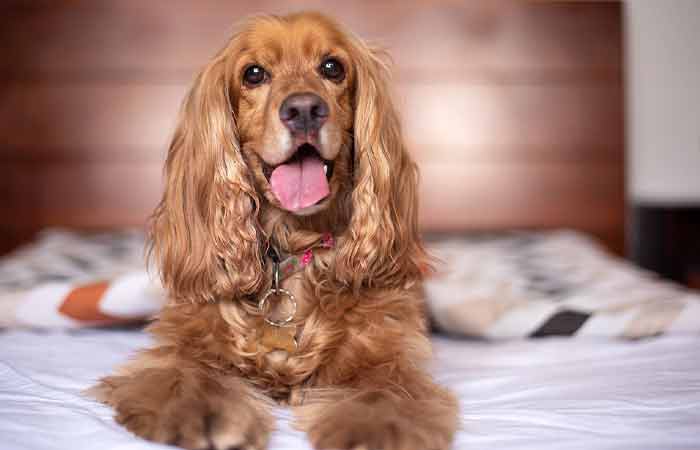 English Cocker Spaniel