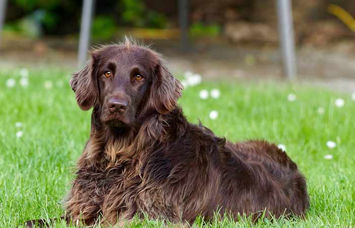 Floppy-eared dog with curly hair