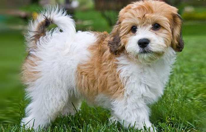 Full Grown Cavachon