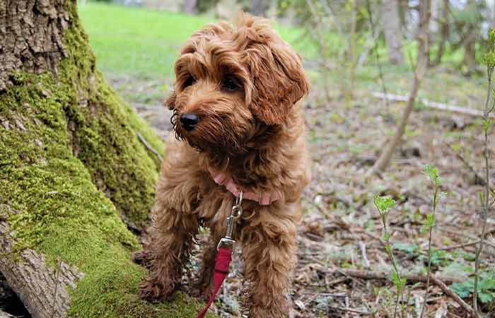 Labradoodle Mixed breed Puppy