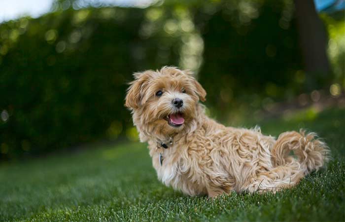 Morkie Mixed dog breed