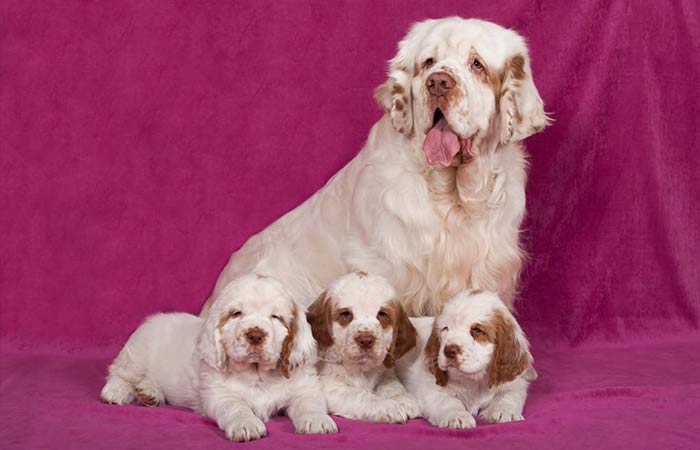 Clumber Spaniel