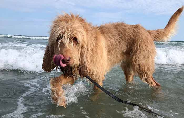 Rare Otterhound dog breed