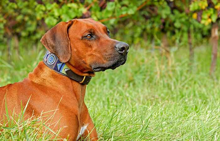 Rhodesian Ridgeback