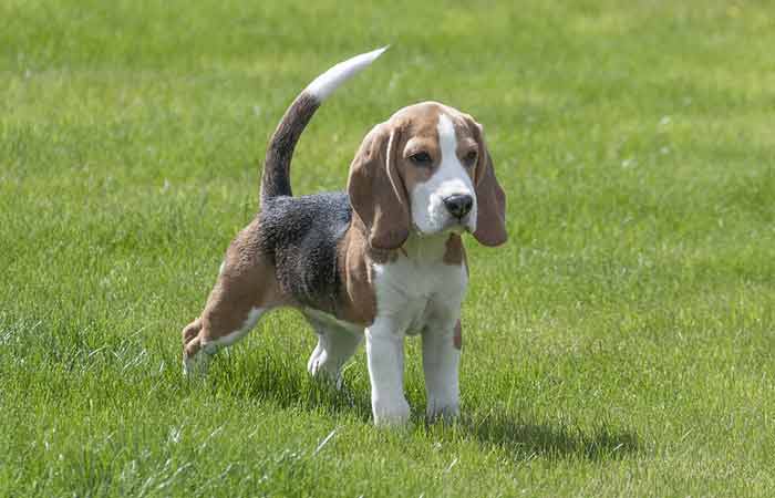 Beagle