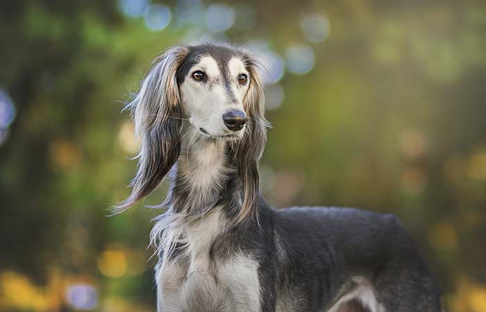 Saluki