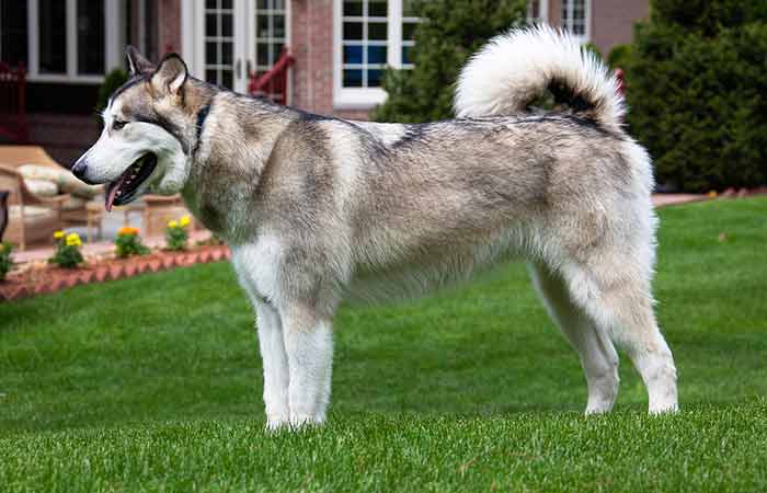 Alaskan Malamute