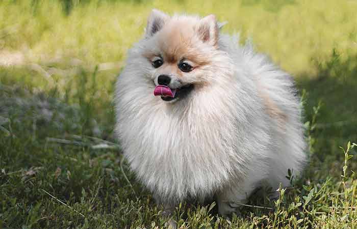 German Spitz