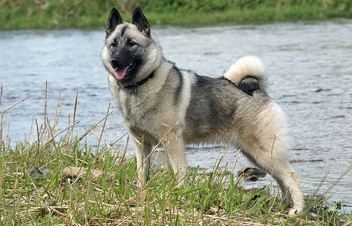 Norwegian Elkhound 