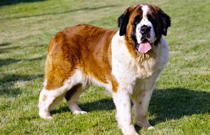 Saint Bernard Dog