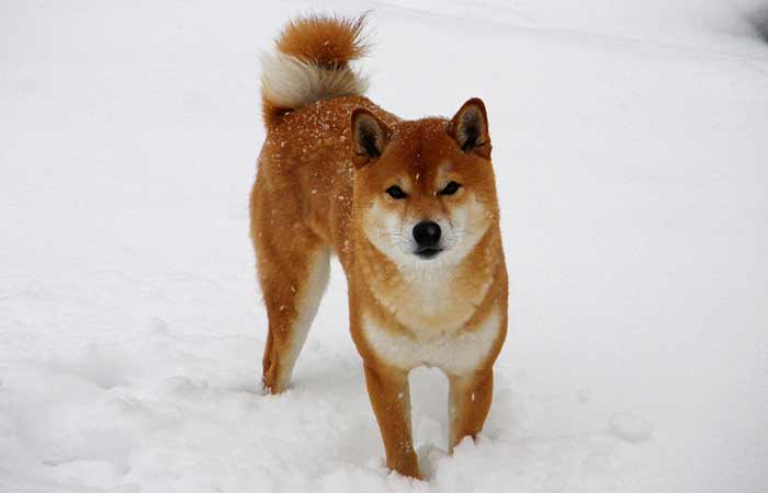 Shiba Inu