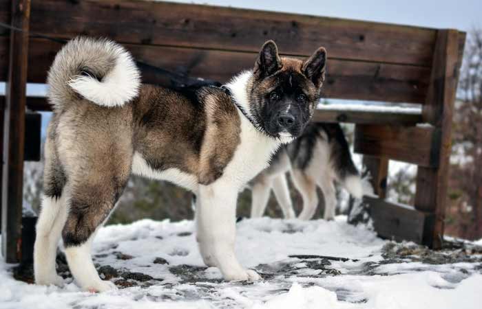 Tricolor Akita Inu Dog