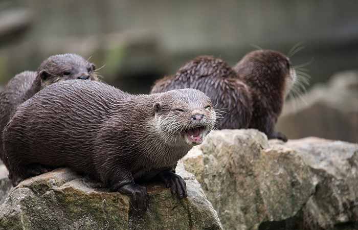 Aggressive otter