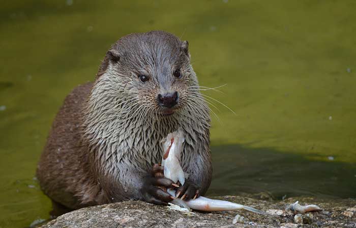 Otter Mainly eat meat