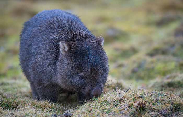 photo of how a wombat looks like