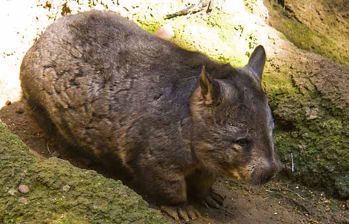 Southern Hairy-nosed wombat