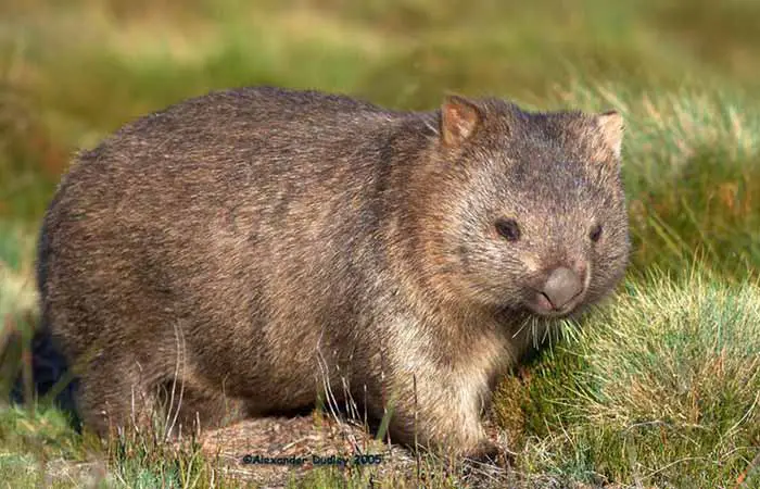 Common Wombat