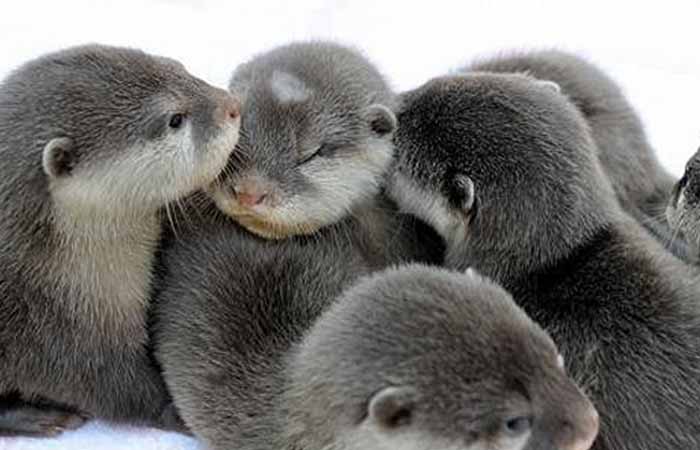 Cute Baby Otter Picture