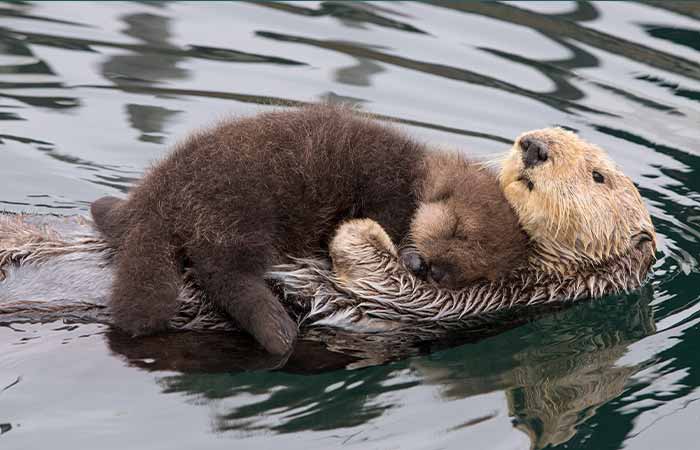 Otters sleeping in water