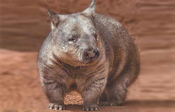 Northern Hairy-nosed Wombat