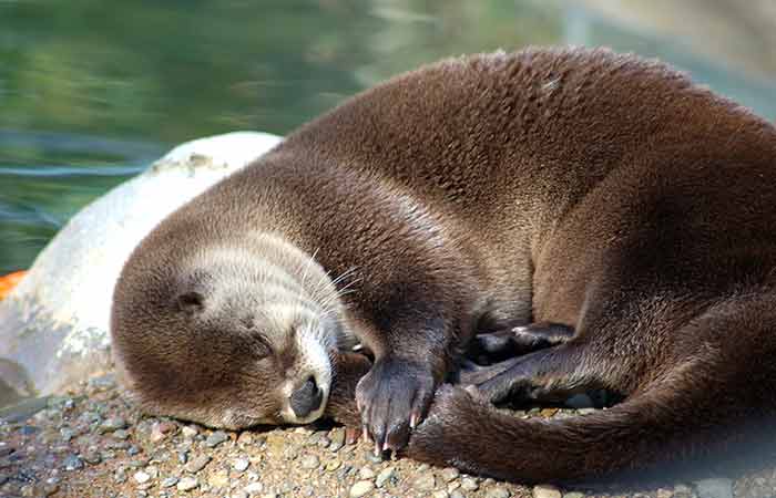 Otter Resting on gound