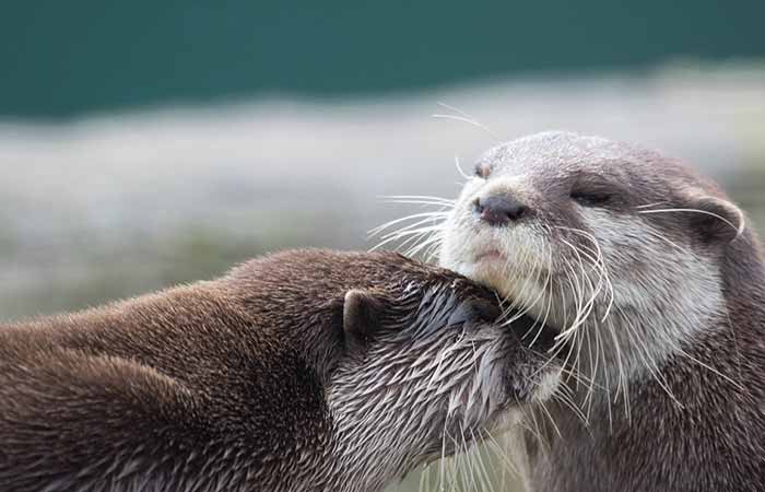 Otter are monogomous